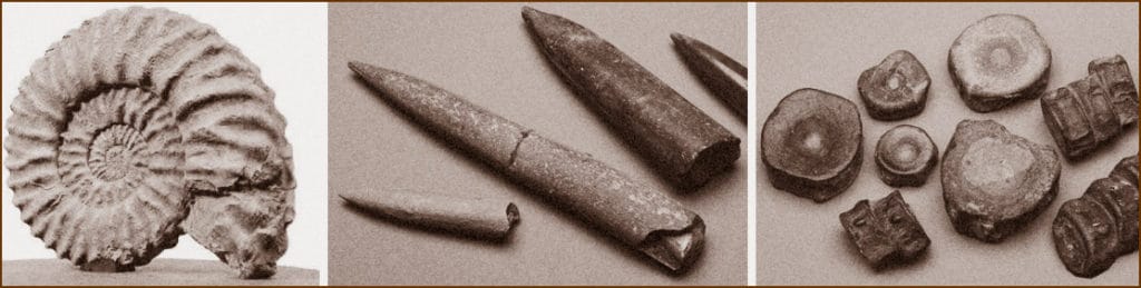 Jurassic era fossils from rock formations at Lyme Regis in England