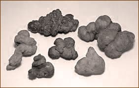 Coprolites, or fossilized feces from ancient animals