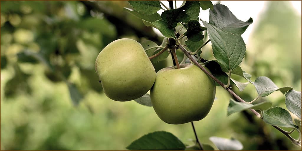 Granny Smith: the apple that Sydney gave the world