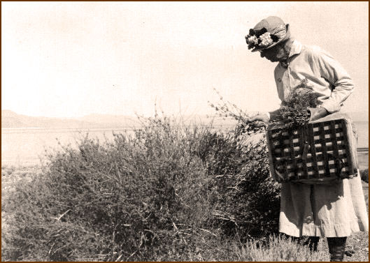 Ynés Mexía gathering plant specimens for her drying presses