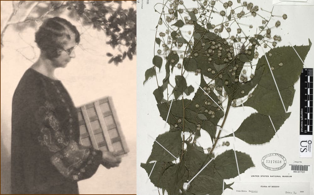 Plant presses and botony specimen from the U.S. National Herbarium